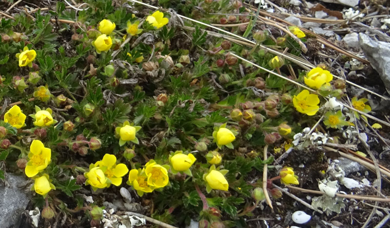 Potentilla